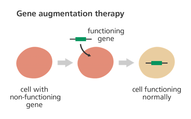 germline gene therapy diagram