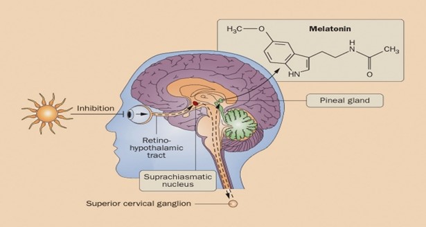 norepinephrine in the brain