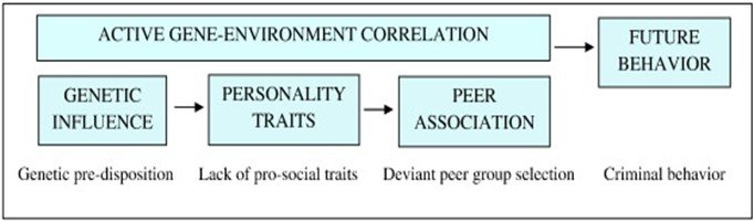 The Criminal Behavior Of Genes Role Of Genes In Criminal Activity 